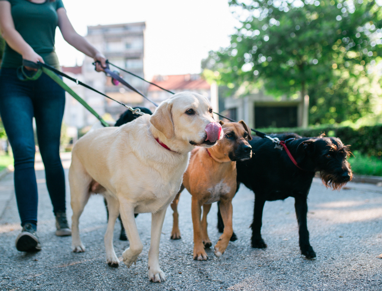 Utah groomers unregulated, what pet owners need to know KRCR