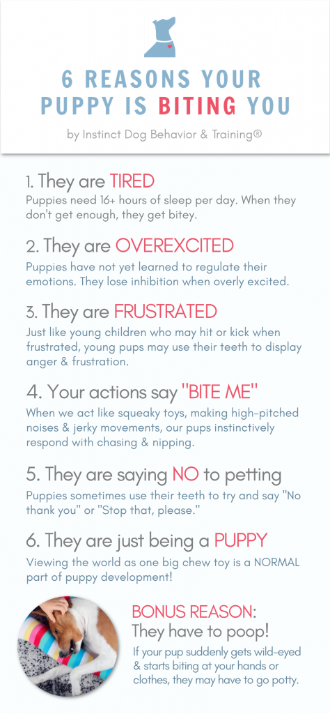 How To Stop Your Puppy From Biting - Youtube
