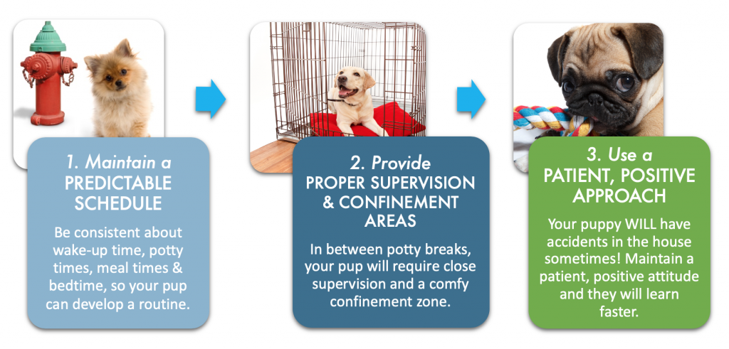 can a dog behaviorist potty train my dog