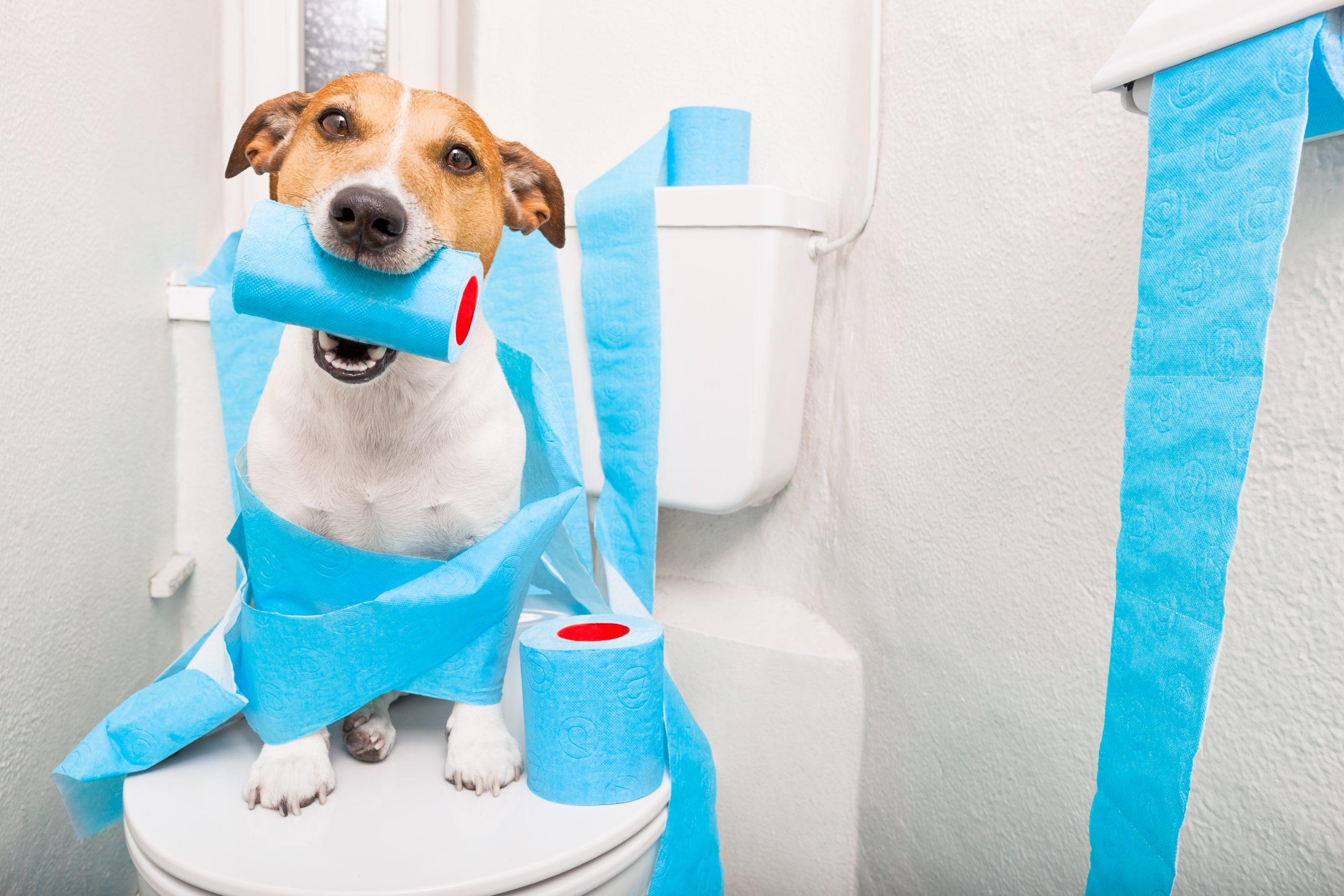 Speeding up dog potty training