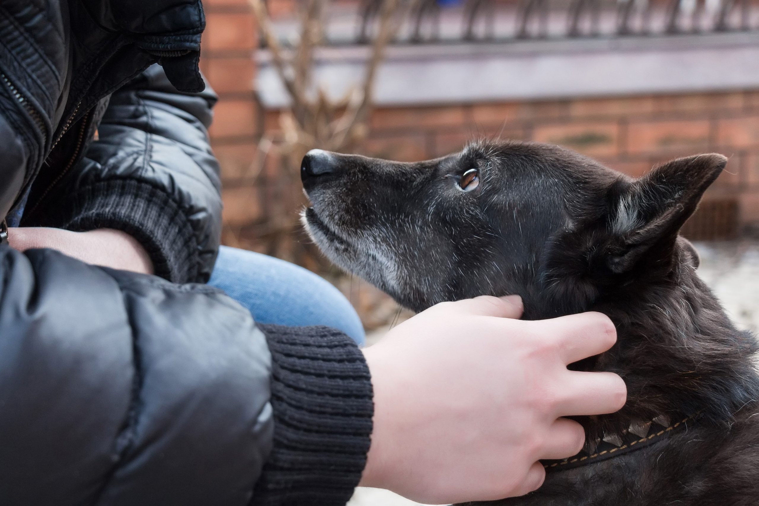 Professional Dog Training & Behavior Therapy Instinct Dog Behavior & Training