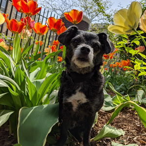 Moon-Unit-Helper-Dog