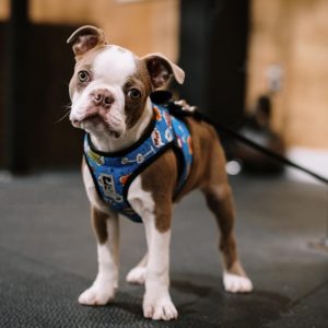 Cute Brown and White Boston Terrier Puppy Looks at Camera