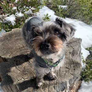 little gray and white dog sitting on a tree stump