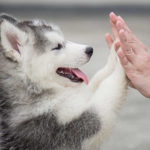 Little alaskan husky puppy giving high 5