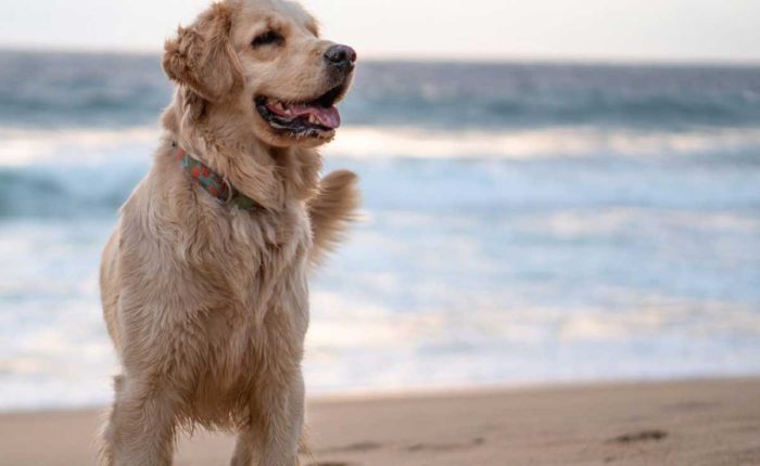 Golden retriever dog standing by water