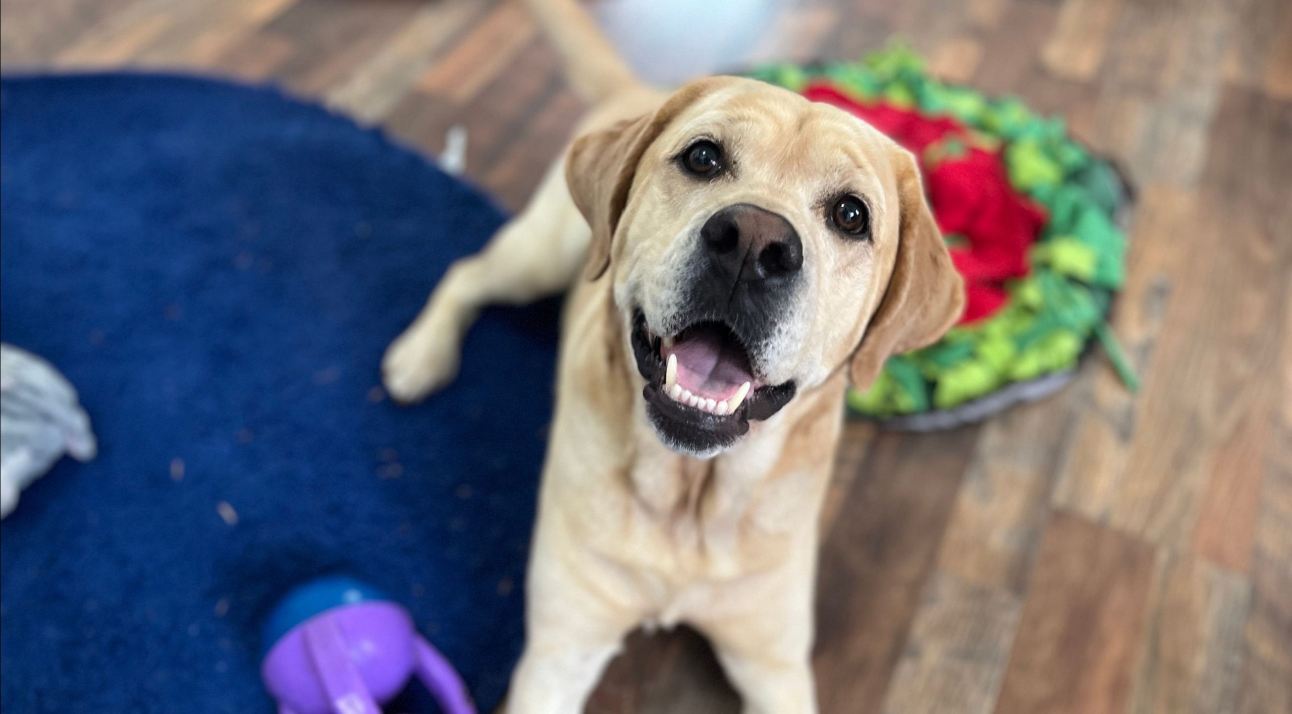 Is Your Dog Overexcited When You Come Home? Instinct Dog Behavior & Training
