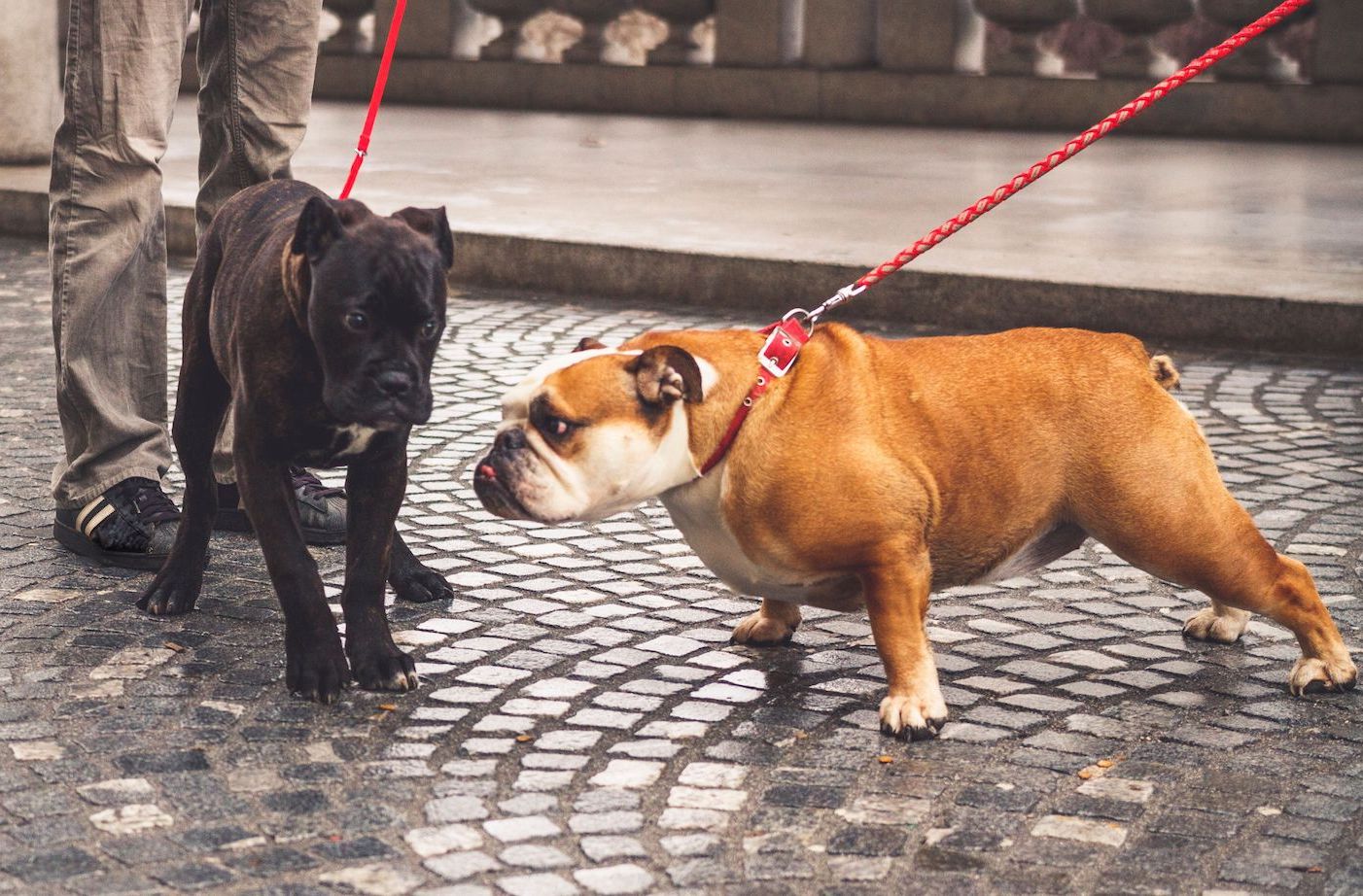 OnLeash Greetings with Other Dogs Yes or No? Instinct Dog Behavior