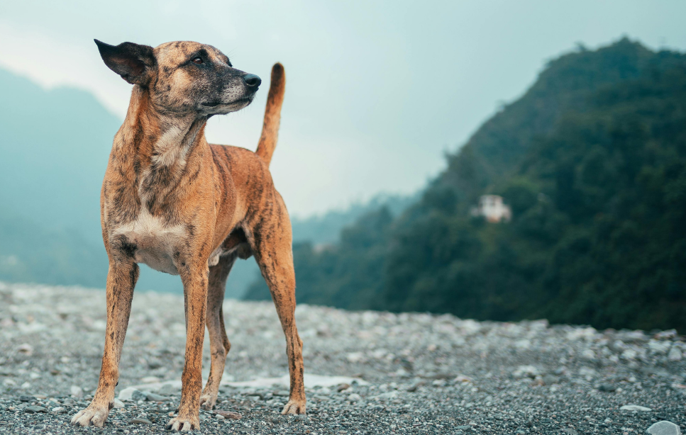 Instinct Dog Training | AI for Dog Professionals