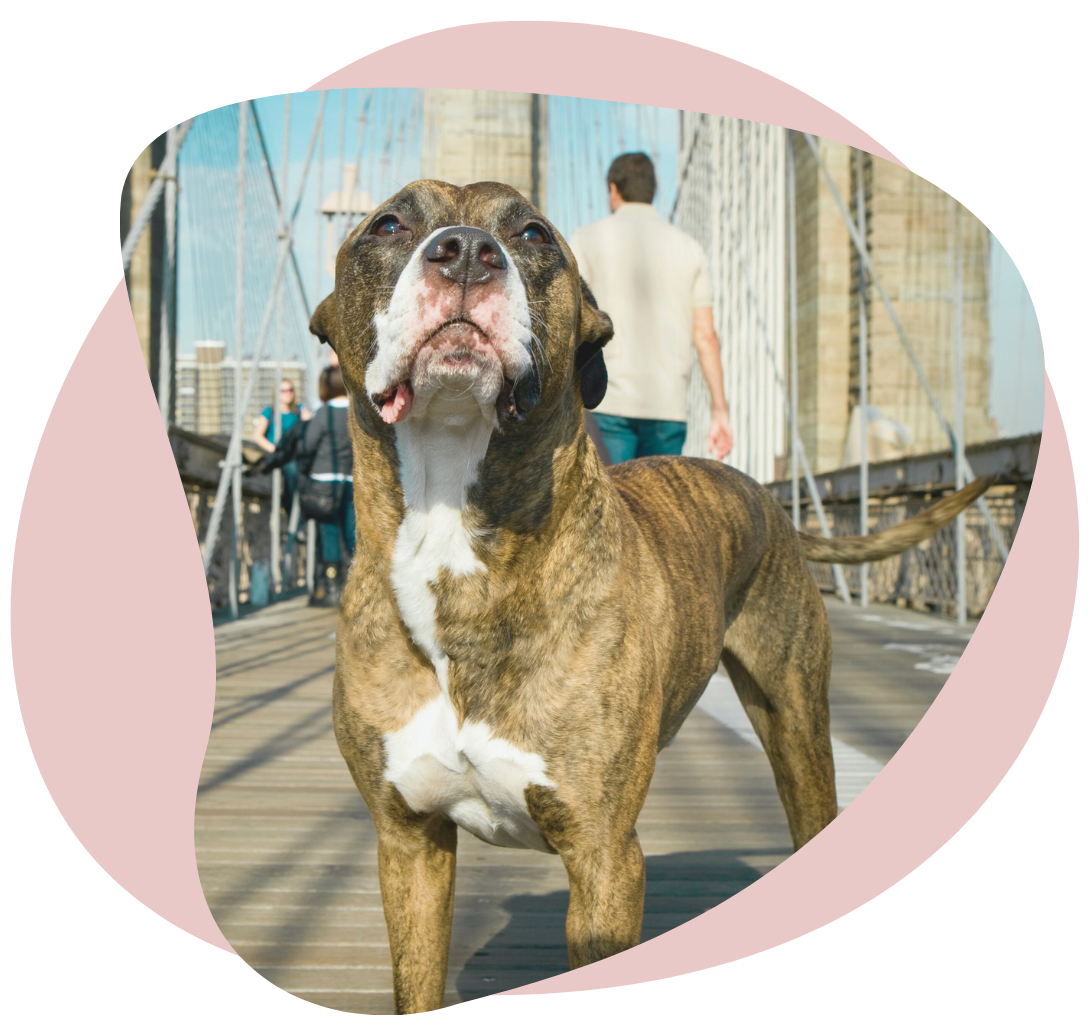 Buster Pink Circle