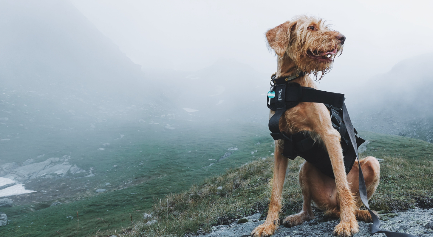 Instinct Dog Training | AI Dog Behavior Guide