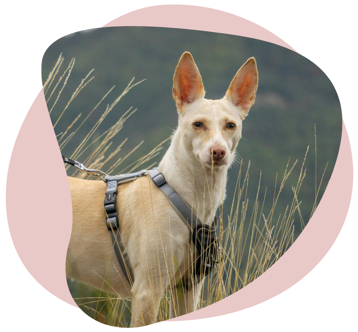 Legenddog Styleguide (1)